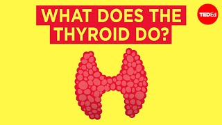 How does the thyroid manage your metabolism  Emma Bryce [upl. by Ellene]