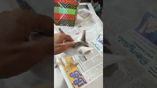 Kitten came for diarrhoea treatment at passion pets 🐕 madurai 9360428773 [upl. by Aiekahs]