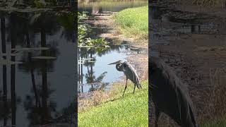 Great blue heron birds twitcherlife birdspotting wildlife birdwatchinglife birdtuber [upl. by Tihw]