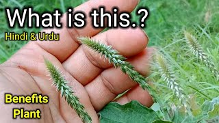 achyranthes Aspera plant  how to grow achyranthes Aspera plant  benefits plant  urdu amp Hindi [upl. by Alliw705]