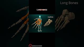 LONG BONES  Bones classification part 2 [upl. by Mena203]