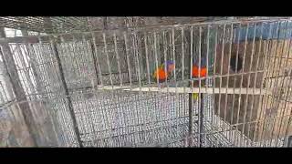 Lorikeet  Breeding  Baby Hatch [upl. by Vacuva]