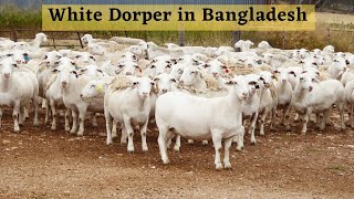 বাংলাদেশে উন্নত জাতের ভেড়া নিয়ে গবেষনা । Sheep breed development in Bangladesh [upl. by Anitsirhcairam21]