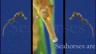 The Secret Lives of Seahorses at the Monterey Bay Aquarium [upl. by Adialeda]