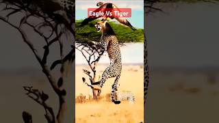 Eagle took the Tiger successfully shorts viral animals tranding [upl. by Lapham]