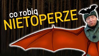 Nietoperze 🦇 Co robią i jak się przystosowały 🌲  quoto Lesiequot  odc57 [upl. by Maddis]