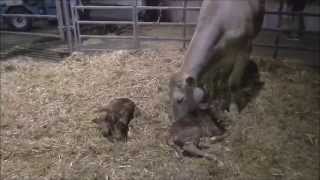 Blonde d´Aquitaine heifer with her two calves [upl. by Lidaa]