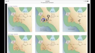 Chymotrypsin Enzymatic Mechanism [upl. by Bellaude]