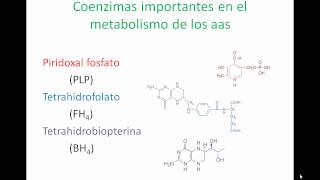 Síntesis y degradación de los aminoácidos [upl. by Nea]