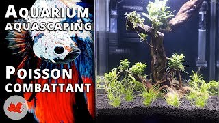 Aquarium pour Betta splendens [upl. by Eiramlatsyrk]