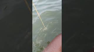 fishing fiish beachfishing fish filefish carp fihing carpfishing fiahing videogama [upl. by Ayatal]