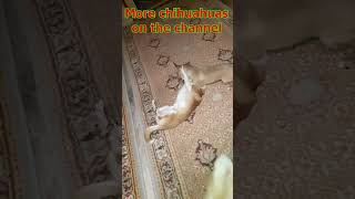 Angry Chihuahuas Puppies ASMR [upl. by Eat16]