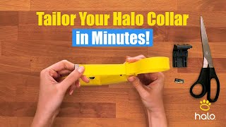 How To Perfectly Fit Your Halo Collar 4 Like A PRO [upl. by Asnerek]