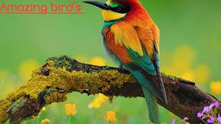 Birds Pictures  Facts [upl. by Trebbor]