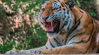 Tiger Growl and Roar Sound Effects [upl. by Yhtimit]