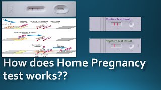 How does the pregnancy test kits work Working Principle [upl. by Sirovart541]