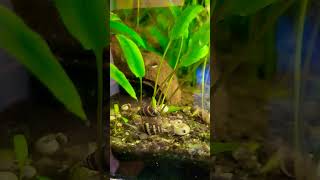 Assassin snails aquarium snails assassinsnail fishkeeping [upl. by Burkhart66]