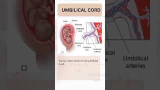 Umbilical Cord Norcet 08 image Base Question viral ytshorts [upl. by Anitsirhc933]