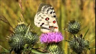 Apollo Parnassius apollo ssp scandinavica male 05 [upl. by Kenimod]