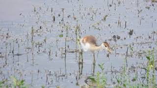 Bronzewinged Jacana Juvenile metopidius indicus [upl. by Nevin]