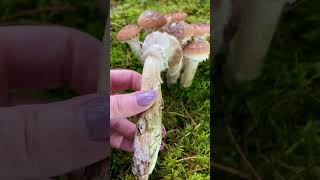 Parastā celmene 🍄‍🟫 Armillaria mellea 🍄‍🟫 Common Honey Fungus sēnes fungi mushroom foraging [upl. by Aube949]