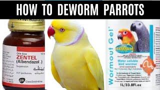 Deworming of my birds  Which dewormer is best Wormout Gel or Zentel  When amp how to Deworm Parrots [upl. by Weatherby3]