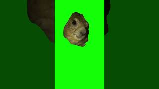 Hyrax Screaming AWAWA meme  Green Screen [upl. by Anil701]