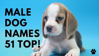 🐶 Male Dog Names ♂️ 51 BEST 🐾 CUTE 🐾 UNIQUE 🐾 TOP 🐾 Ideas  Names [upl. by Gordon]