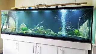 this fish tank is TOO SMALL for a Betta fish  Fish Tank Review 183 [upl. by Laro]