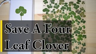 How to Save a Four Leaf Clover [upl. by Oalsinatse]