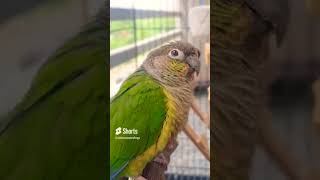 Mummy ne mara shortvideo birds mittoo parrotr mithu viralvideo shots shorts [upl. by Barnum]