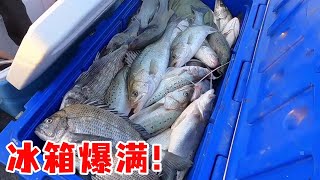 阿杰带钓友出海运气爆棚，1天狂拉500斤！3个冰箱全部爆满！【岛民阿杰】 [upl. by Mellitz215]