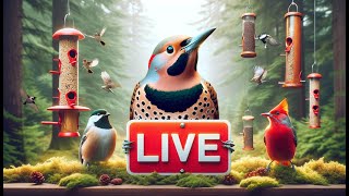 Birds of the Garden State Live Feeder Experience [upl. by Nadaba825]