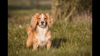 Gundog Training  Working Test [upl. by Roby226]