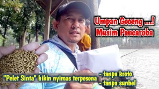 Racikan Umpan Pelet Sinta Terbaru Bawa Hadiah Jutaan  Umpan Ikan Mas [upl. by Refinneg]