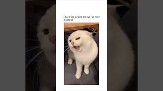 The Gurliest Cat Youve Ever Seen🔥😂Link in YT Bio shorts cats trending viralvideo funny books [upl. by Vey]