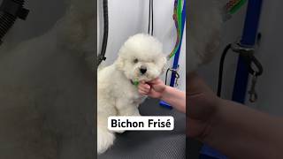 Fun Facts about Purebred Bichons dogs groomingtips doggroomingforbeginners doggrooming pets [upl. by Russom]