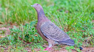 Pombaasabranca  Picazuro Pigeon  Patagioenas picazuro [upl. by Ecirtaed]