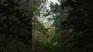 View From Hambledon Hill through the Trees the Knotman [upl. by Ludwog]