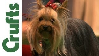 Crufts 2012 Yorkshire Terrier Best of Breed [upl. by Gunar]