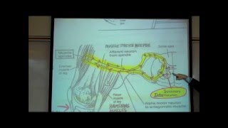 STRETCH REFLEXES by Professor Fink [upl. by Anaicul]