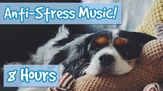 Have the Most Relaxed Dog Relaxing Music for Easily Stressed Dogs Nervous Dogs Help Dogs Sleep [upl. by Dewhirst368]