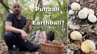 Edible Puffball or Poisonous Earthball Mushroom Side By Side Comparison [upl. by Fry]