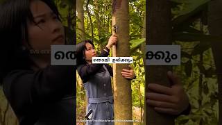 തൊലി ഉരിച്ച മരംcinnamon harvesting malayalam shorts [upl. by Alorac]