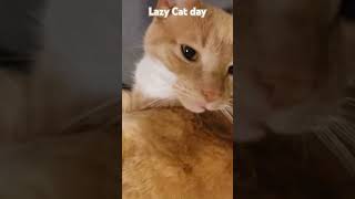 My cat was lazy all day [upl. by Eiramesor]