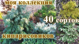 Кипарисовики 40 сортов в одном видео Мой опыт выращивания [upl. by Akemeuwkuhc]