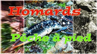 PECHE DU HOMARD A PIED [upl. by Wsan]