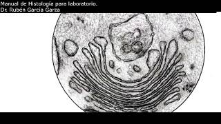 Manual de laboratorio C4 ACT4 Aparato de Golgi MET [upl. by Cock]