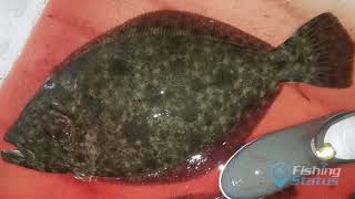 Commercial Flounder Gigging in Hatteras [upl. by Otrebliw]