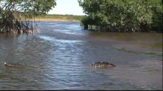 Florida Everglades airboat ride with Capt Rick [upl. by Jevon213]